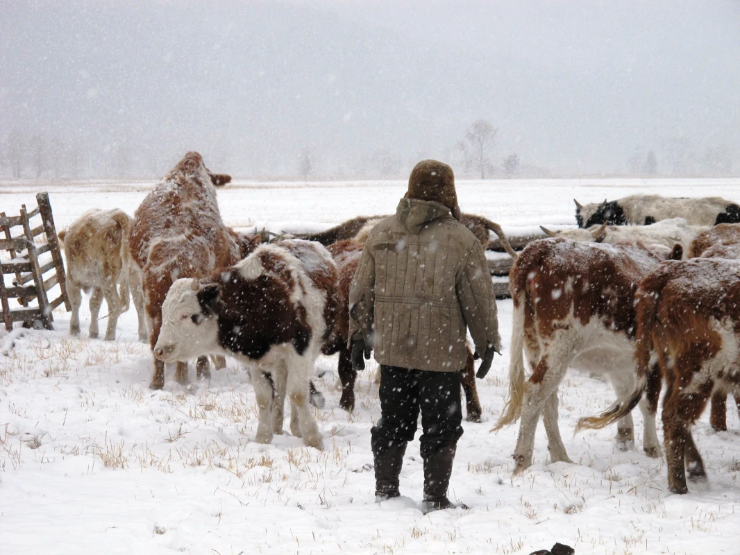 Hay distribution to dzud affected areas of Mongolia