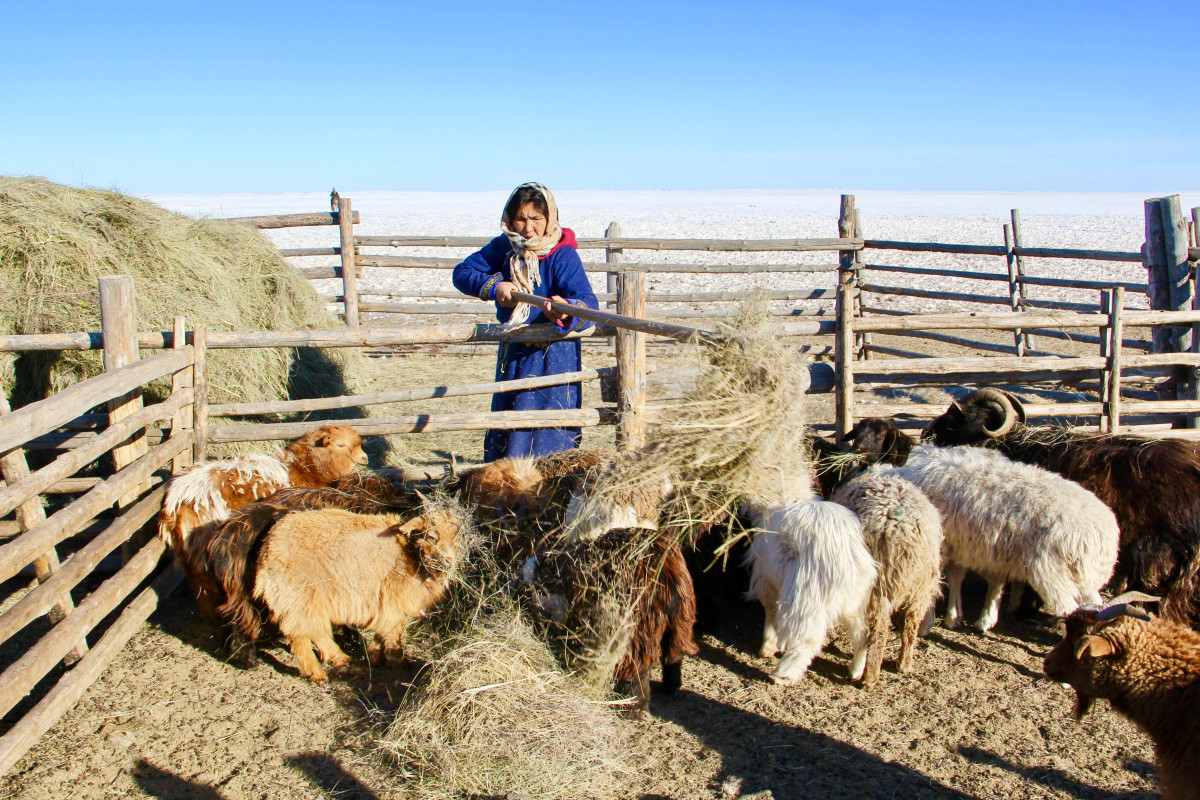 Provision of Animal Feed and Animal First Aid kits for most vulnerable herder households.