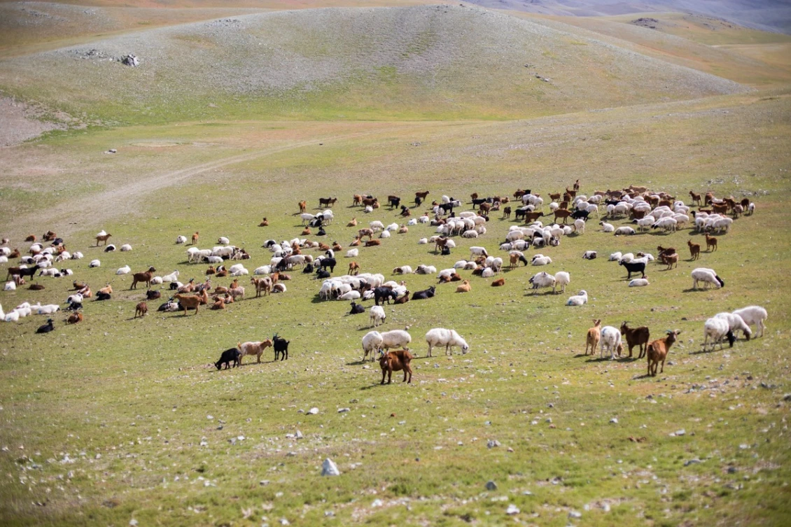 Herd of goats/ flock of sheep, Gobi, Mongolia